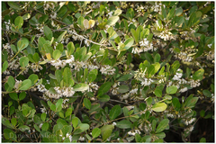 Aegiceras corniculatum